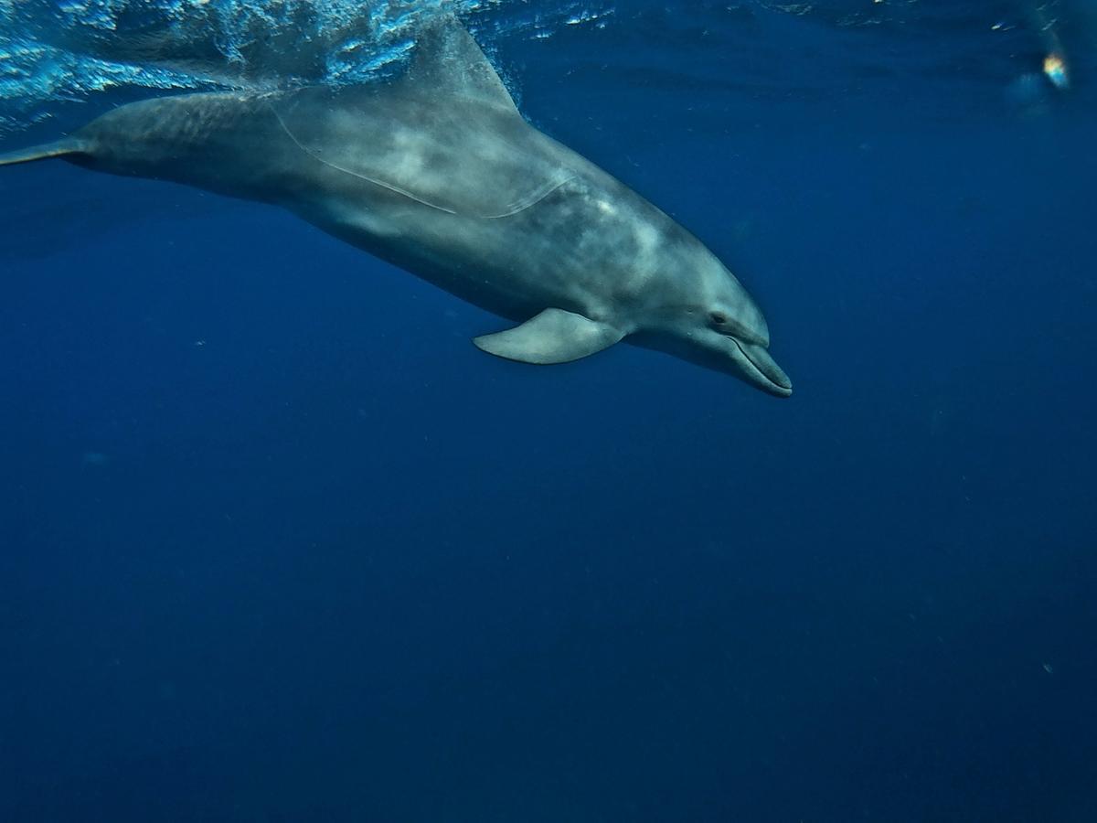 Dolphin Safari Lodge Mahonda 外观 照片